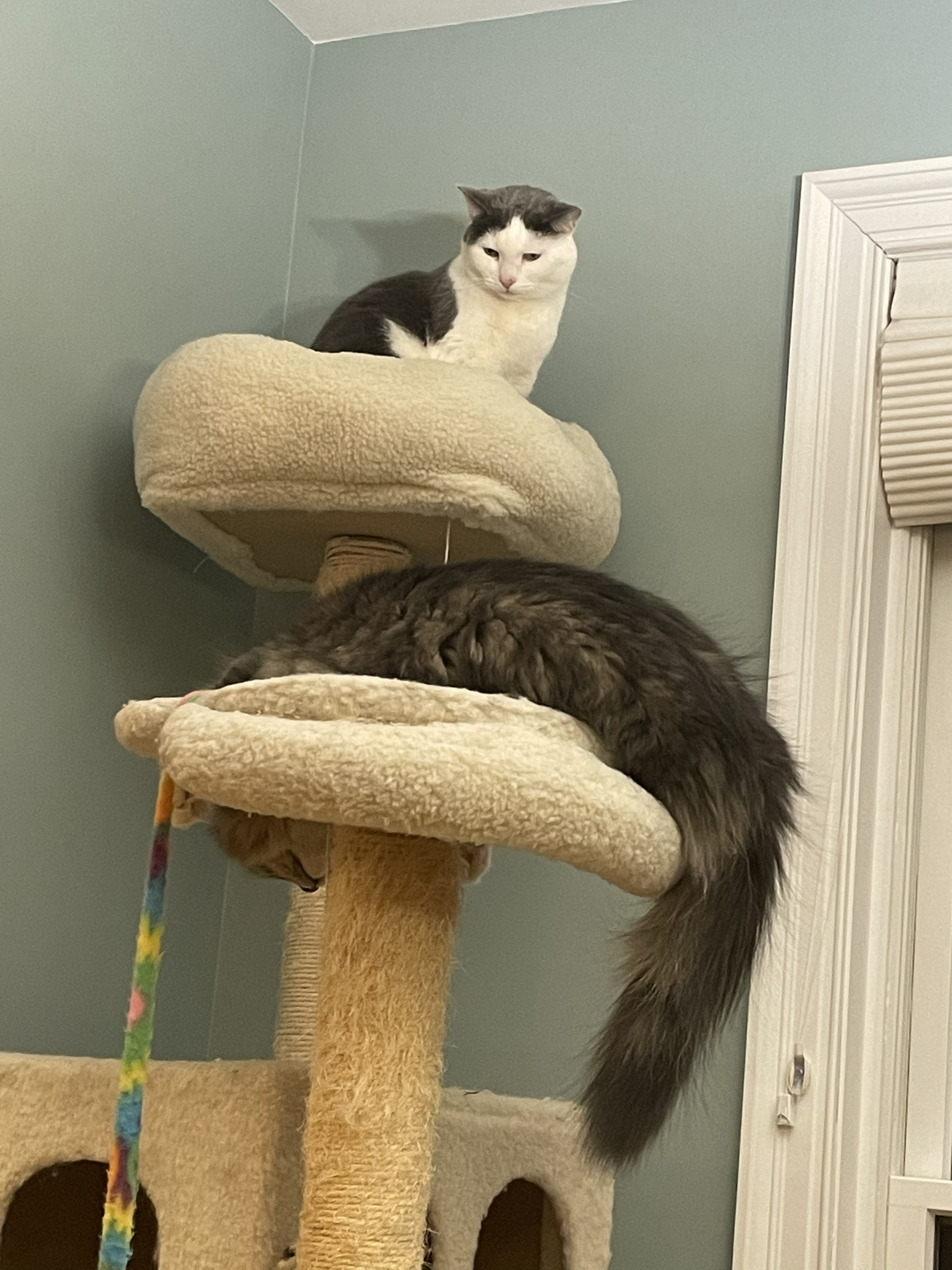 both cats together