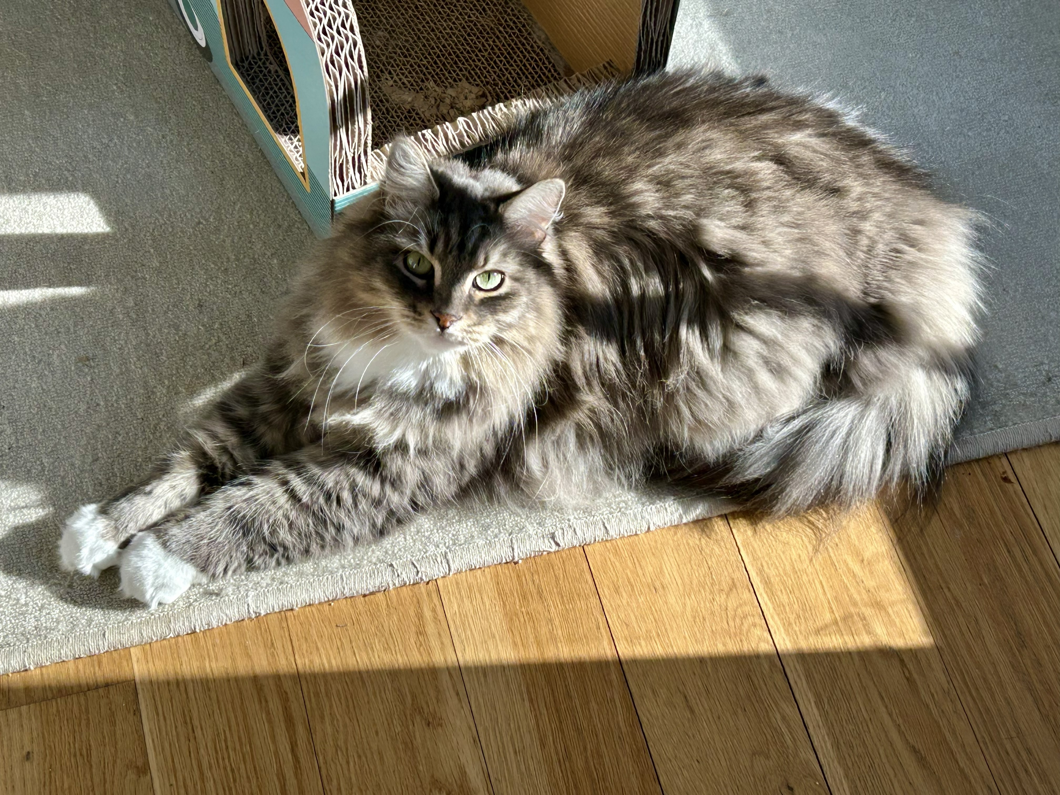 my cat floof