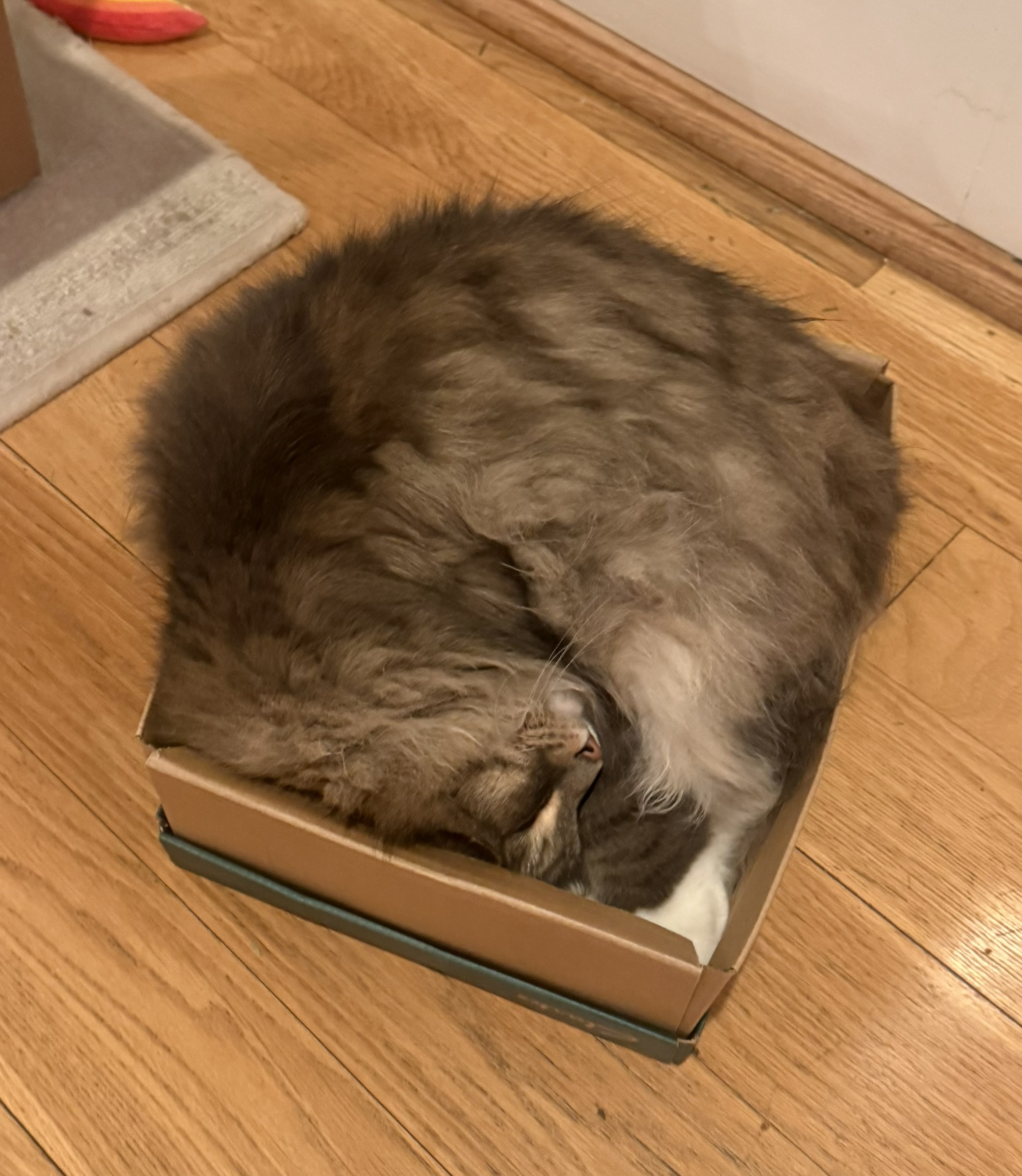 Floof