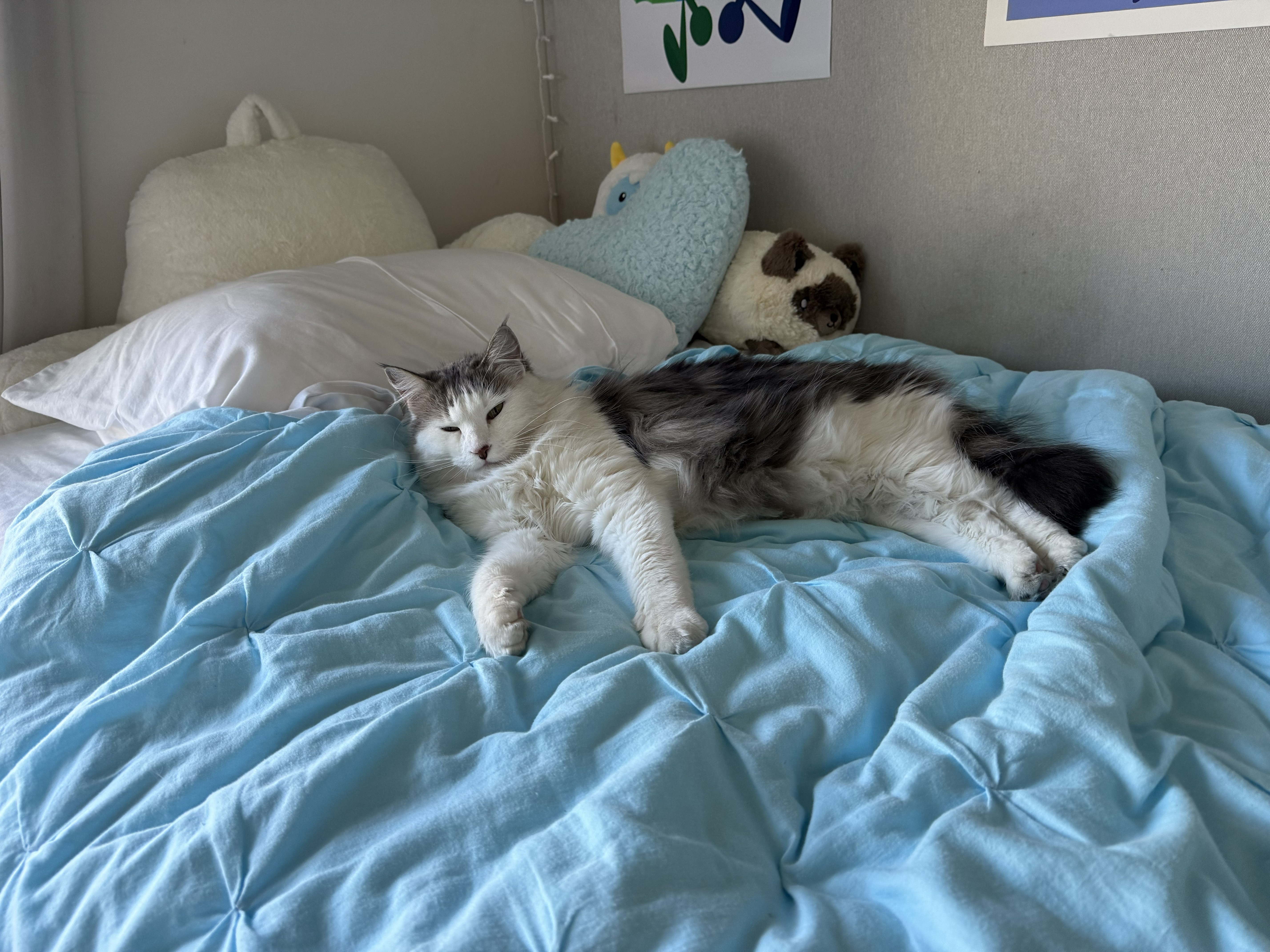 Mila