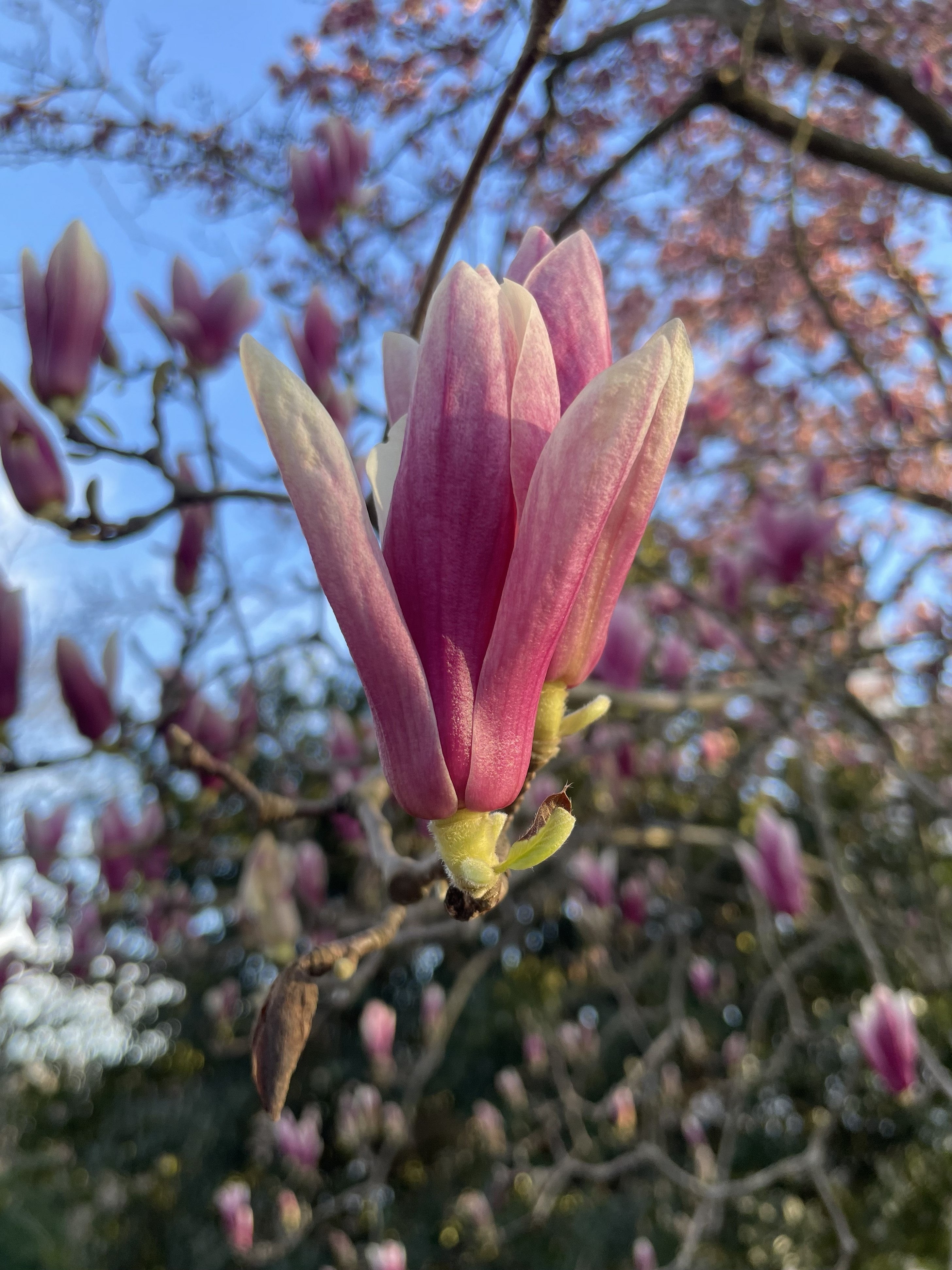 magnolia